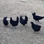دجاج لنبرغيني