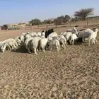غنم حري خلفات البيع السوم 1600 الموقع ب عفيف