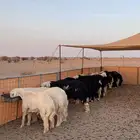 طليان نجد وحري