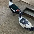 بط مصري ذكور