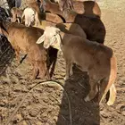 بهم سواكن طيب ونضيف