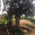 شجر زيتون معمر روماني