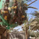 تمر برني ابوراكة