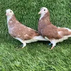 حمام برنجهام