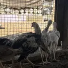 دجاج