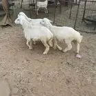 بهم حري مراح