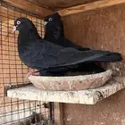 جوز منتج مطير للبيع