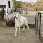 مشروع فحل حري جذع