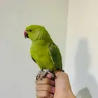 ببغاء دره اليف