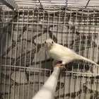 انثى كناري سوري منتجه (( تم البيع ))