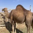 ابل لقحات ملاقي