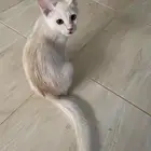 بس أبيض صغير للتبني
