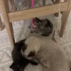 قطط لتبني