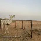 ناقه تامه ضريبه