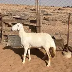 شاه للبيع حايل الموقع القويعية