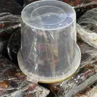 حلوة حائل