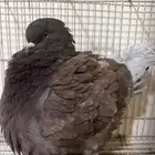 ثلاث فردات كنق للبيع
