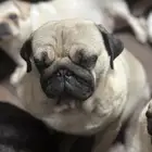 مطلوب ذكر كلب بق للتزاوج