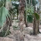 سلام عليكم يوجد لدينا نخل وشنطن زينه جميع المقست