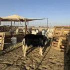 رخال النجدي خصم طيبه
