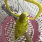 طيور بادجي اثنين