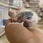 ولله الحمد والمنه توفرت من جديد فروخ كروانات وروزات