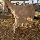 عنز معها واحد