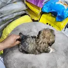 كلب مالتيبو تي كب للبيع