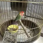 طيور روز للبيع