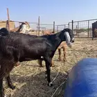 تيوس تم البيع
