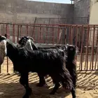 معزا عوارض