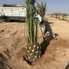 نخل توريد لجميع المناطق داخل المملكه