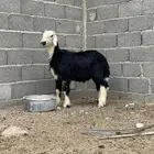 طليان مشاريع فحول العمر 5شهور