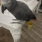 ببغاء افريقي