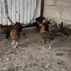 دجاج فيومي