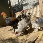 دجاج براهمه 4 والخامس ديك