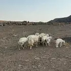 ضان حريات حرش فواخر صنف الصنف