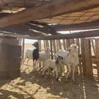 غنم خلفات