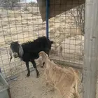 عنز معها جفره