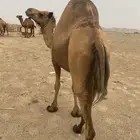اعرض لكم ناقه لقاحه