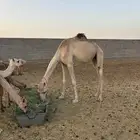 هجن