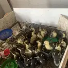 صيصان بط مصري عمر سبوعين ونص عدد حول 20