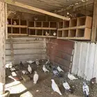 حمام انواع ممتازه