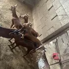 بهم دهم خمسه للبيع