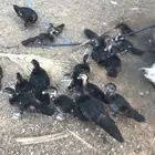 بط سوداني للبيع