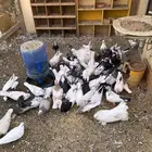 حمام و دجاج رومي