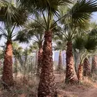 وشنطني زينه امزيكي نفس الصوره