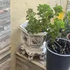 نبات ابرة الراعي
