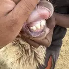 حايل رباع ما استالدت نعيم