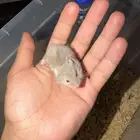 هامستر ب خمس ريال فقط